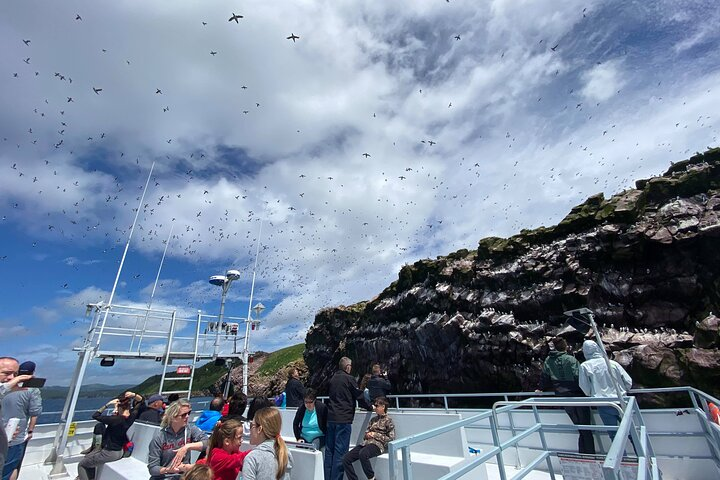 2 Hours Guided Whale and Bird Boat Tour in Bay Bulls - Photo 1 of 6